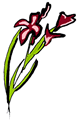 Gladiolus Fower Clipart