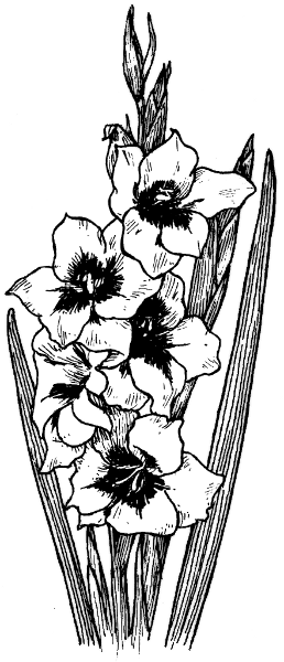 Gladiolus   Http   Www Wpclipart Com Plants Flowers  G Gladiolus Png