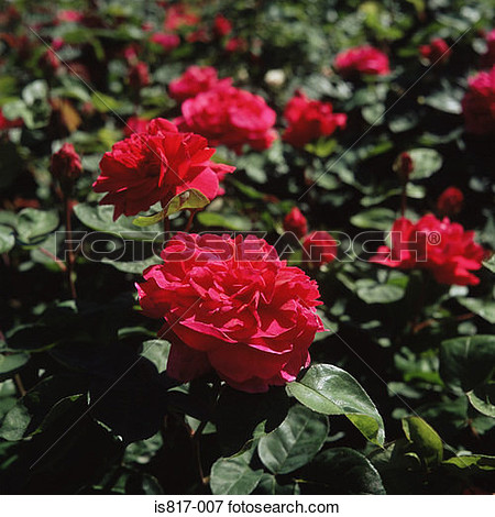 Picture   Red Rose Bush  Fotosearch   Search Stock Photography Photos