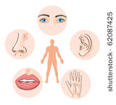 Senses Educational Concept Vector 5 Senses Educative Vector Drawing