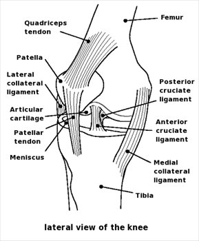 Free Knee Diagram Clipart   Free Clipart Graphics Images And Photos