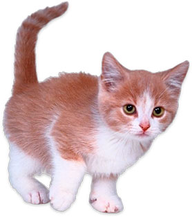 Cute Kitten Clipart   Brown And White