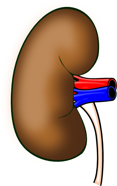 Human Kidney Clip Art At Clker Com   Vector Clip Art Online Royalty