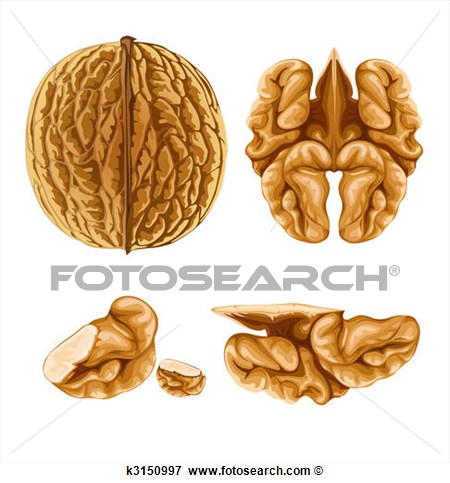 Illustration   Walnut Nut With Shell  Fotosearch   Search Eps Clipart