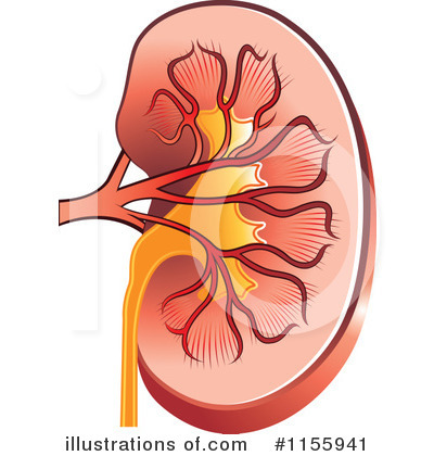 Kidney Clip Art Pictures Vector Clipart Royalty Free Images
