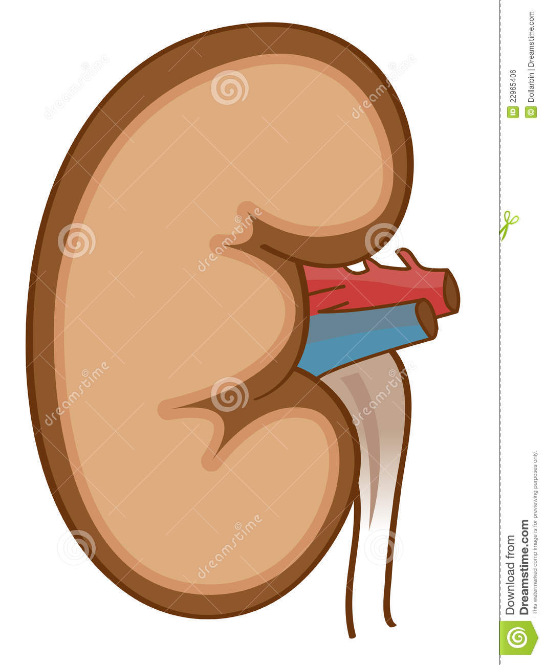 Kidney Clipart Kidney 22965406 Jpg