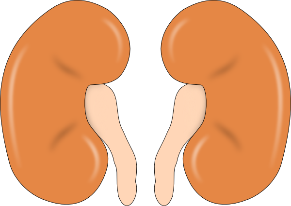 Two Kidneys Clip Art At Clker Com   Vector Clip Art Online Royalty    