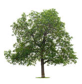 Walnut Tree Stock Photo Images  4290 Walnut Tree Royalty Free