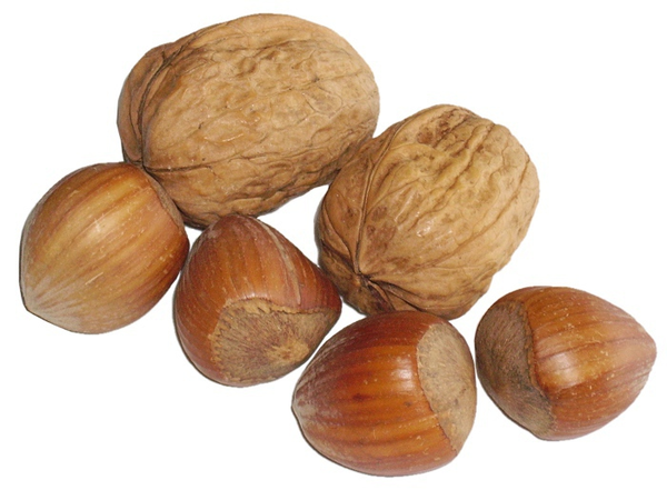 Walnuts And Four Hazelnuts   Free Images At Clker Com   Vector Clip