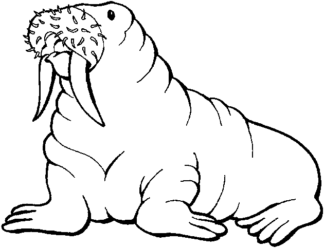 Walrus Clipart Pictures   Clipart Panda   Free Clipart Images