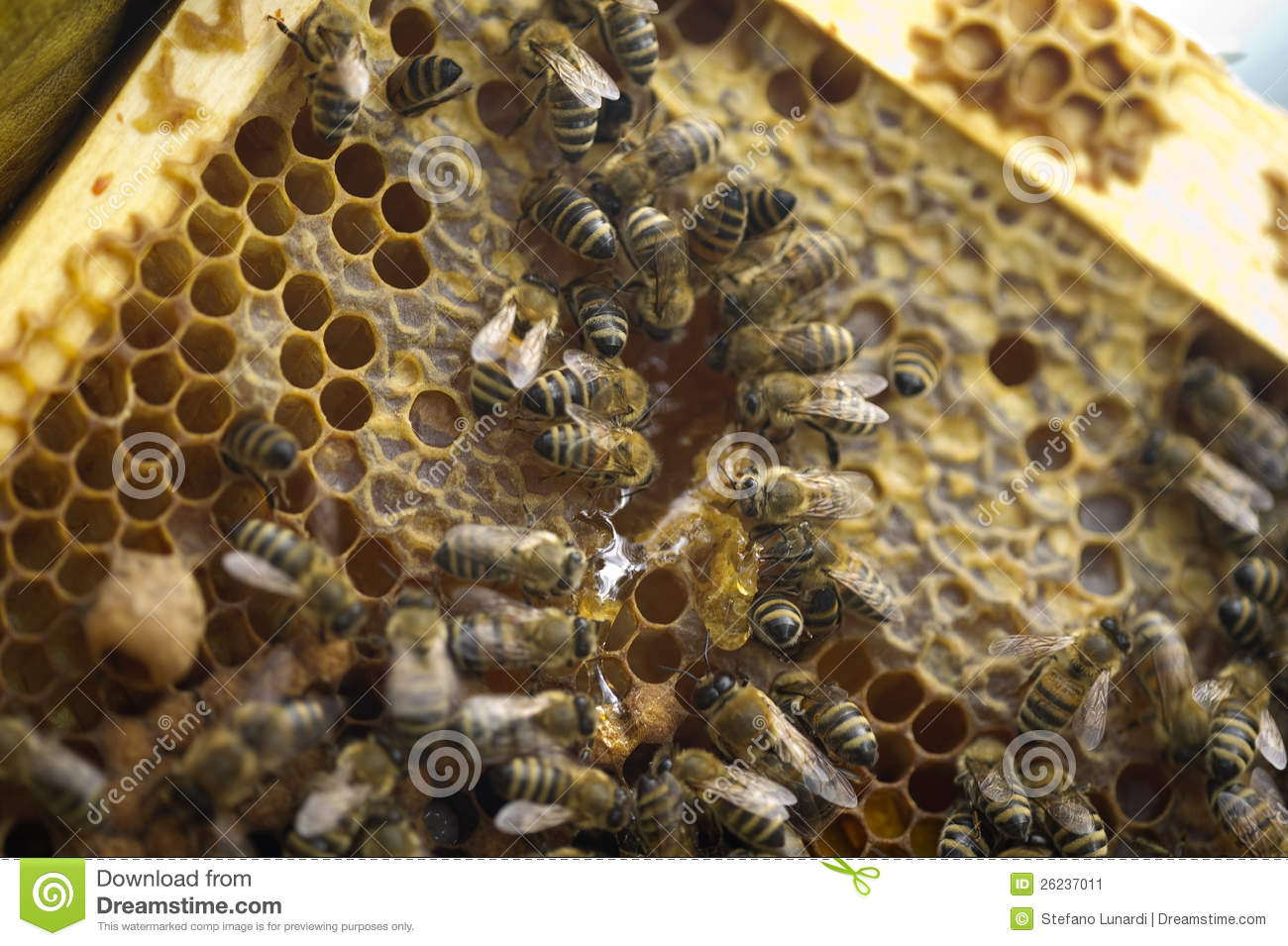 Bees Taking Care Of Bee Larva Bee Birth 