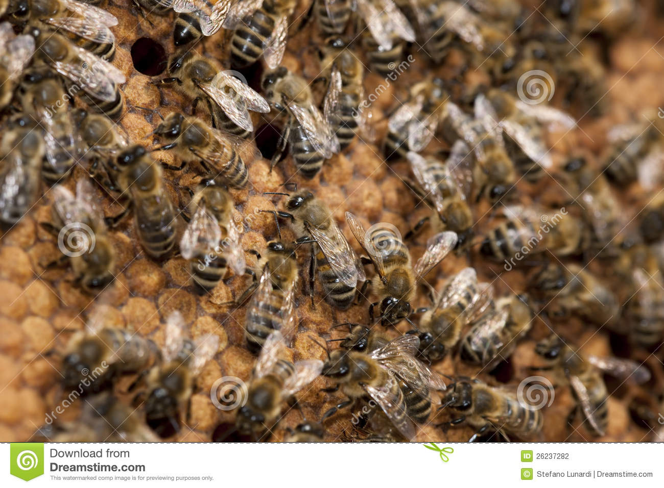 Bees Taking Care Of Bee Larva Bee Birth