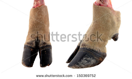 Cow Hoof Prints Stock Photo Cow Hooves On     