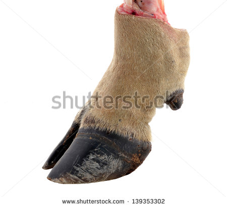 Cow Hoof Stock Photo Cow Hooves On     