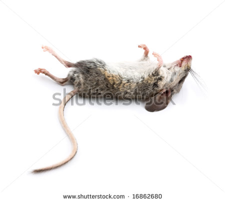 Dead Mouse Clipart A Dead Mouse With Feet To The
