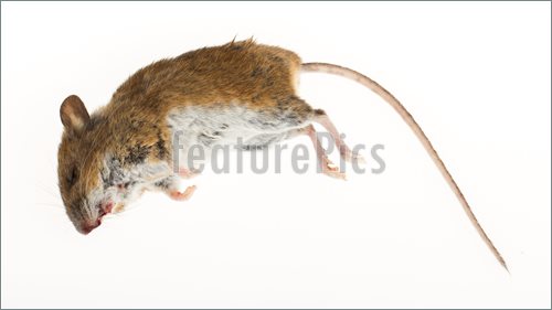 Dead Mouse Isolated On A White Background