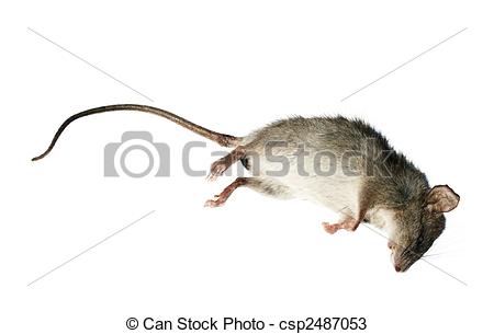 Dead Rat Clip Art Http   Www Canstockphoto Com Dead Rat 2487053 Html