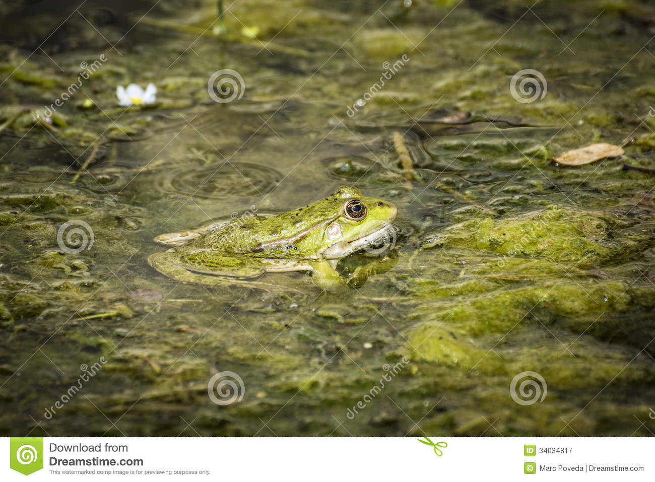Frog With Tiny Flies On Her Head Surrounded With Moss In A River