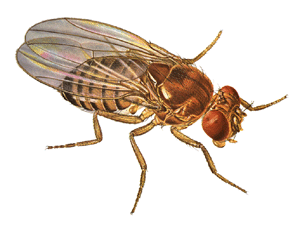 Fruit Flies Are Really Stupid  With The Exception Of That One In The    