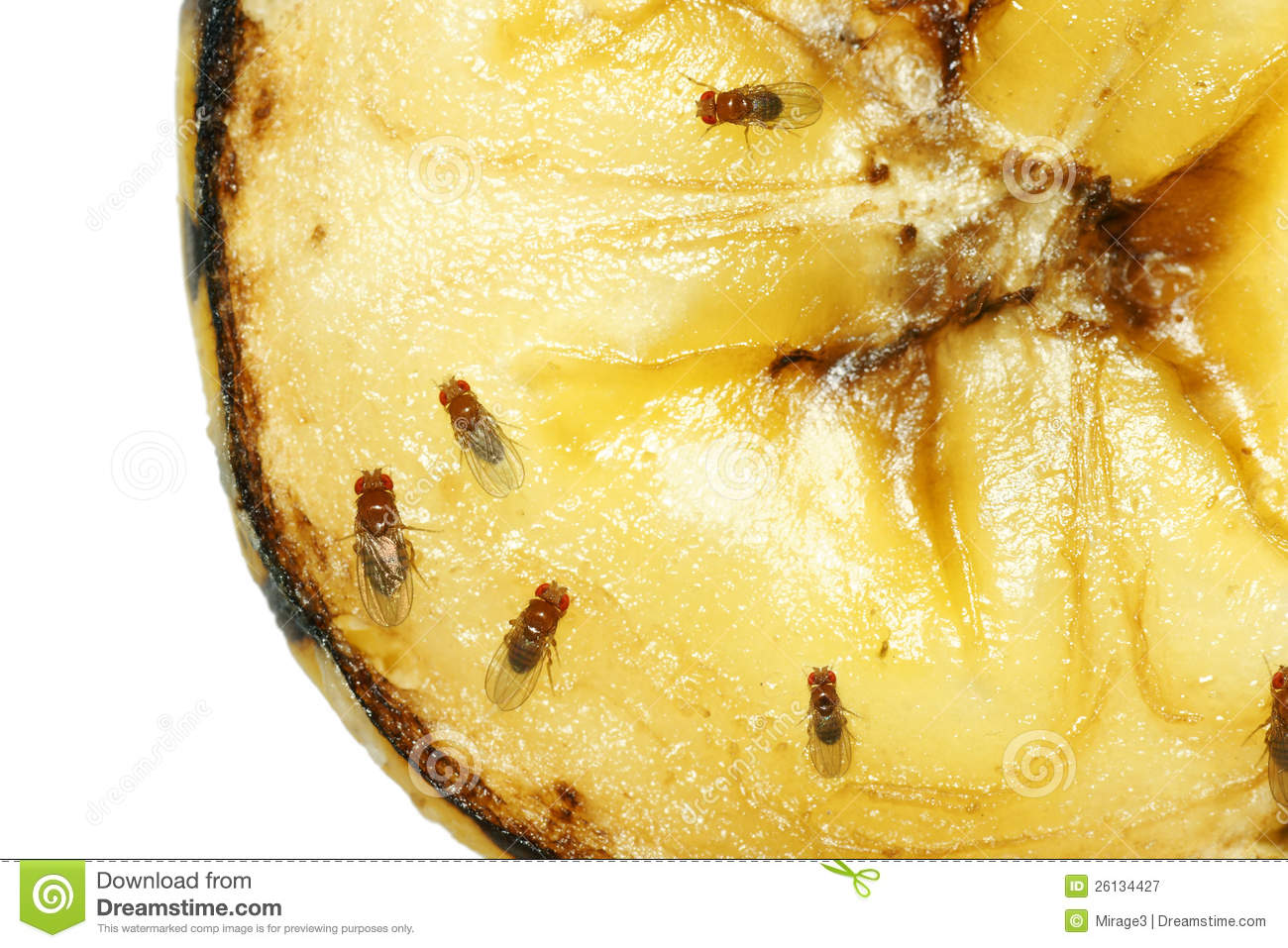 Fruit Flies On Rotting Banana Royalty Free Stock Photography   Image    