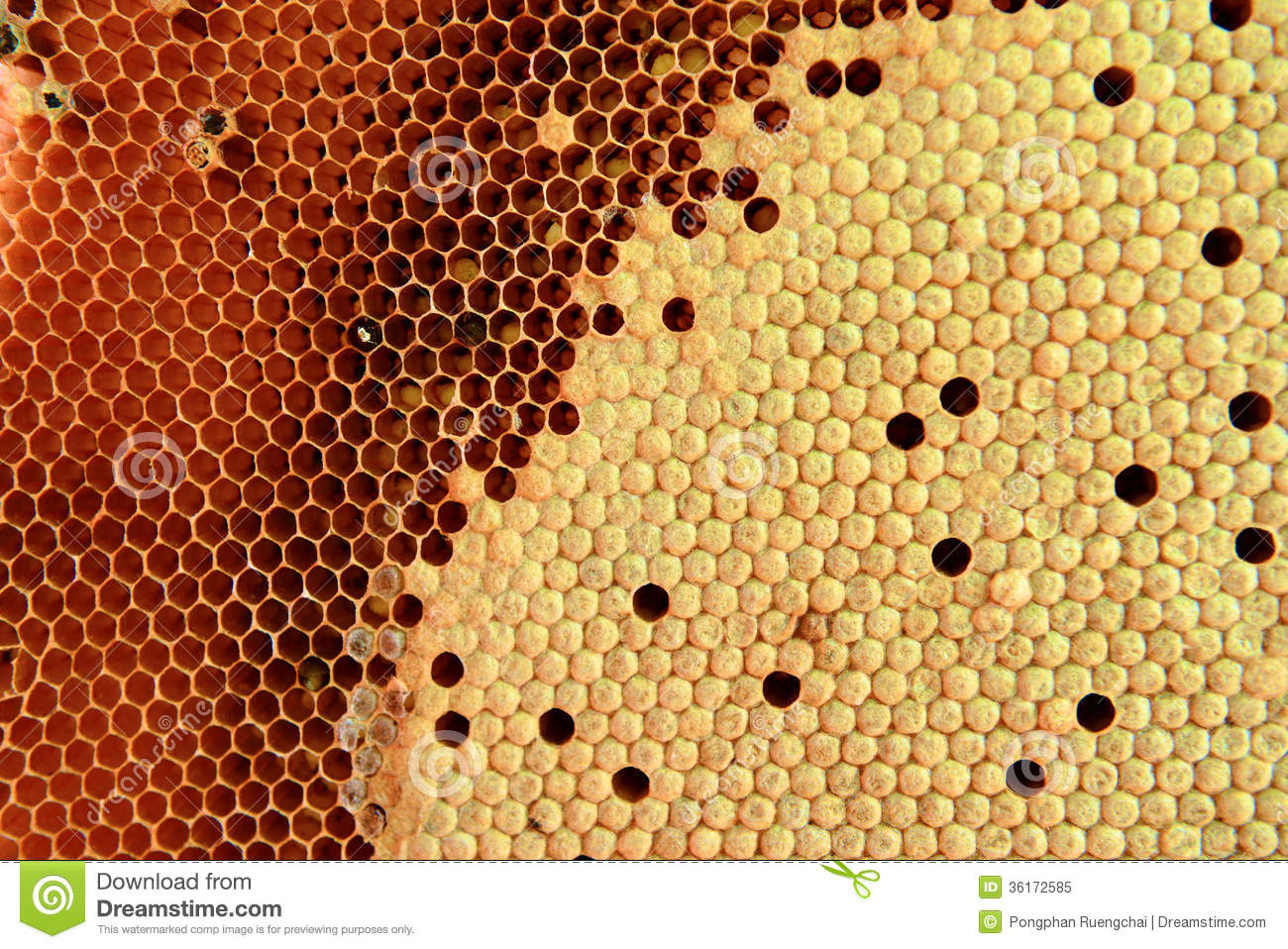 Honeycomb Royalty Free Stock Photo   Image  36172585