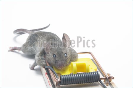 Pics Of A Dead Field Mouse In A Mousetrap 