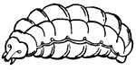 The Larva Of The Honey Bee 