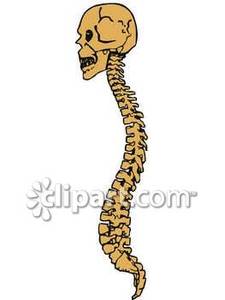 Human Skull And Spine   Royalty Free Clipart Picture