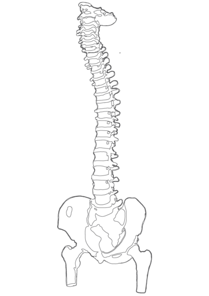 Human Spine Clipart Outline Of A Human Spine