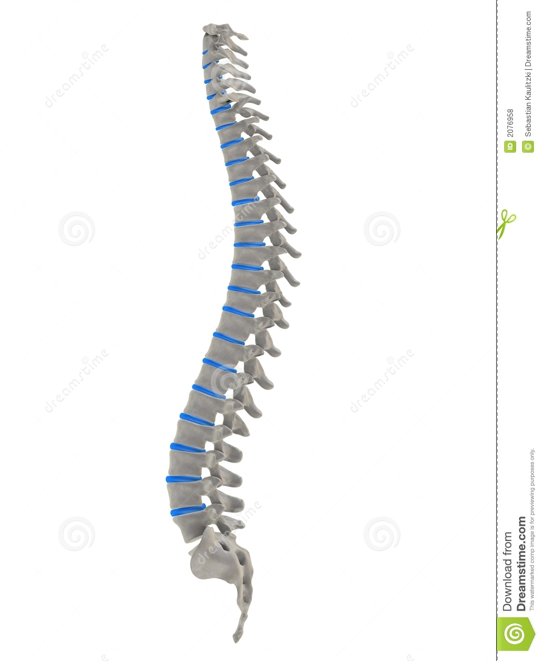 Human Spine Royalty Free Stock Photos   Image  2076958
