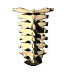 Spine   Back View Clip Art