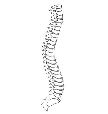 Spine Vector By Vectorlart   Image  844264   Vectorstock