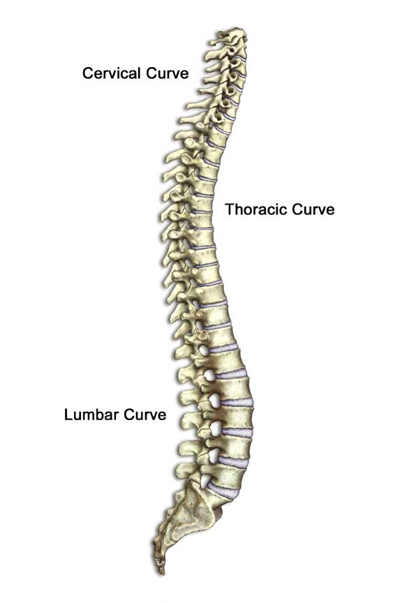 The Normal Spine Has An S Shaped Curve When Viewed From The Side  This