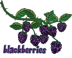 Blackberry Clipart Image  Gresh Juicy Blackberries Growing On The Vine