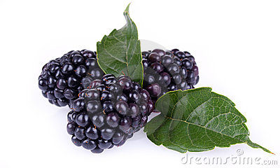 Blackberry Fruit Closeup Stock Image   Image  20992031