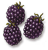 Blackberry Stock Illustration Images  642 Blackberry Illustrations