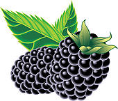 Blackberry Stock Illustrations   Gograph