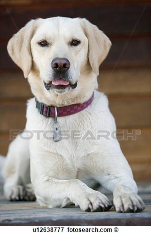 Golden Lab Cross Dog On Wooden Porch Canada Alberta View Large Photo