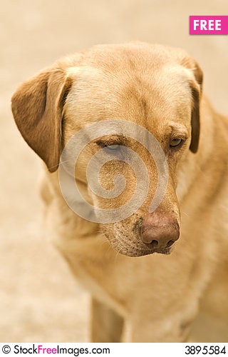 Golden Lab   Free Stock Photos   Images   3895584   Stockfreeimages