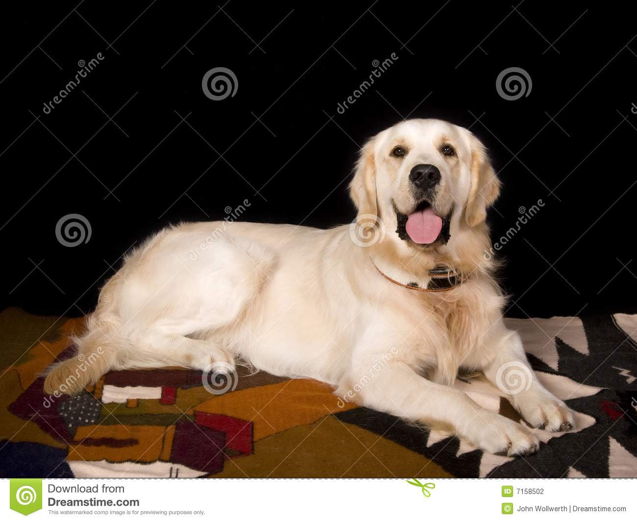 Golden Lab Stock Photography   Image  7158502