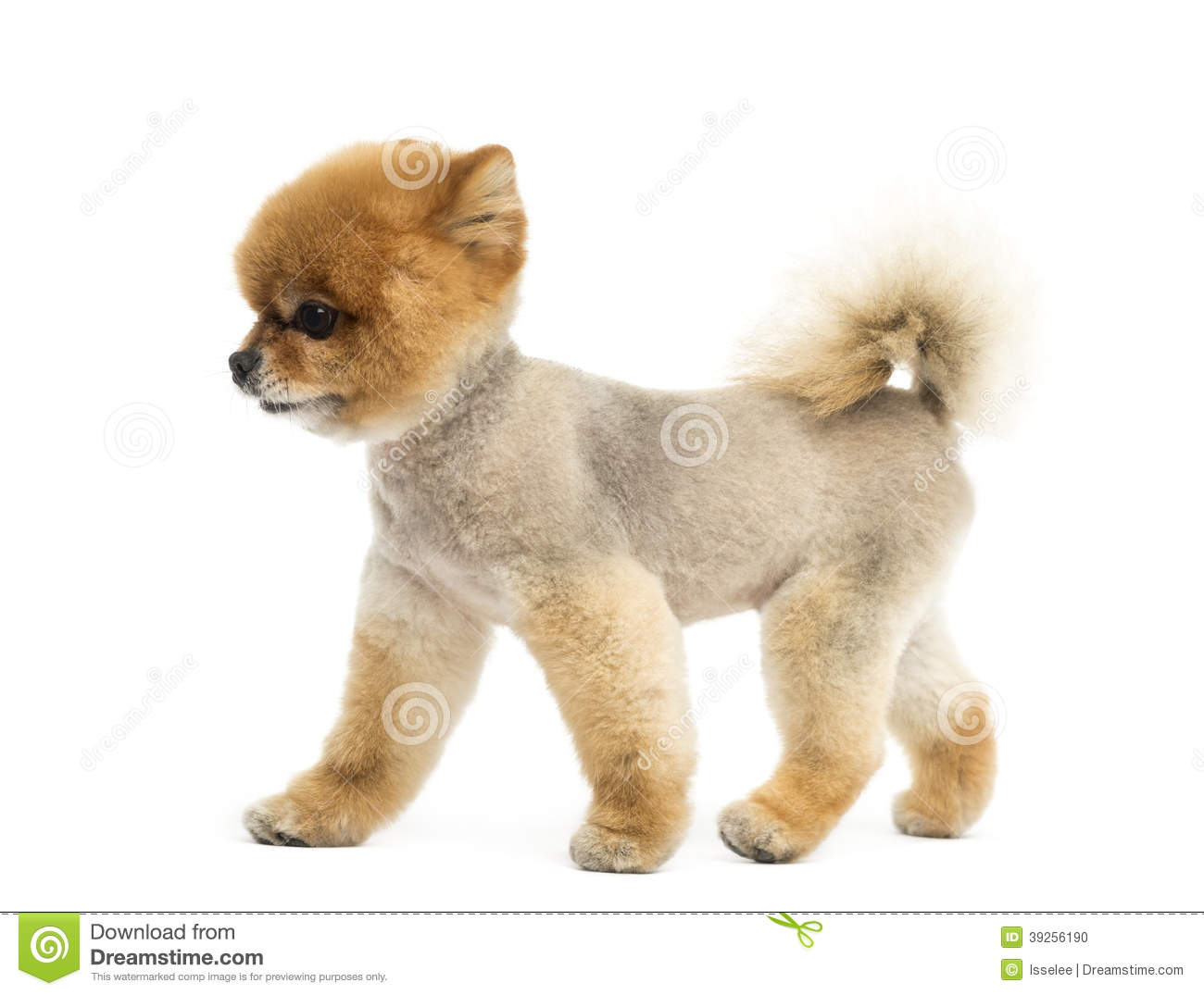 Pomeranian Clipart Groomed Pomeranian Dog Walking