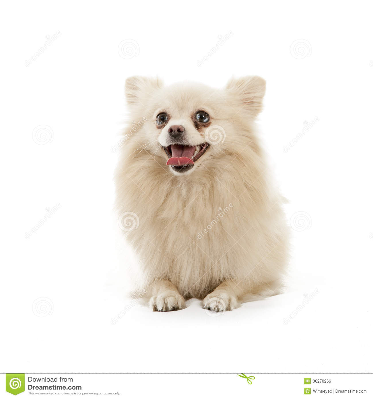 Pomeranian Clipart Pomeranian Dog Also Known As