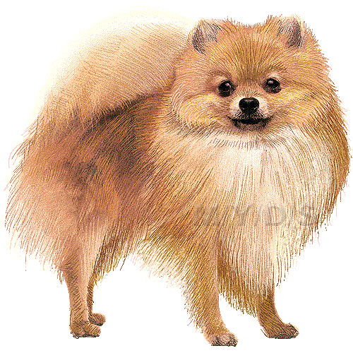 Pomeranian Pom Pom Clipart Graphics  Free Clip Art