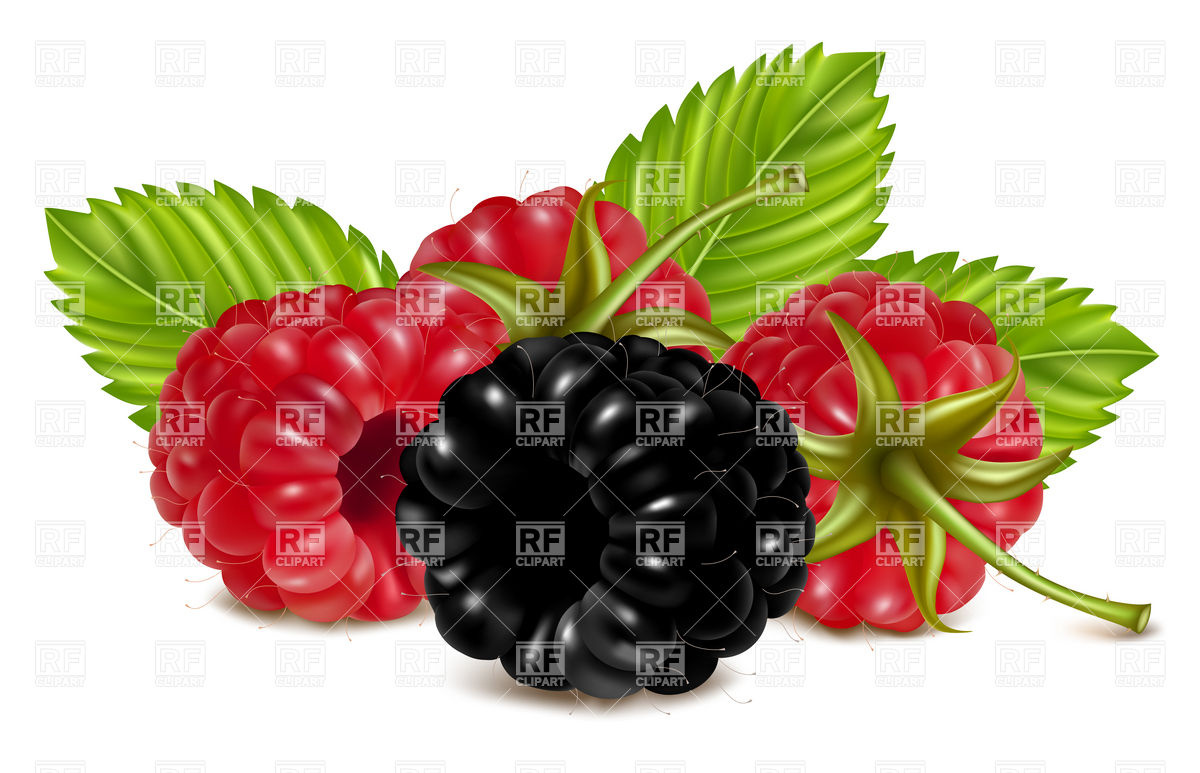 Raspberries And Blackberry  Dewberry  With Green Leaves Download    