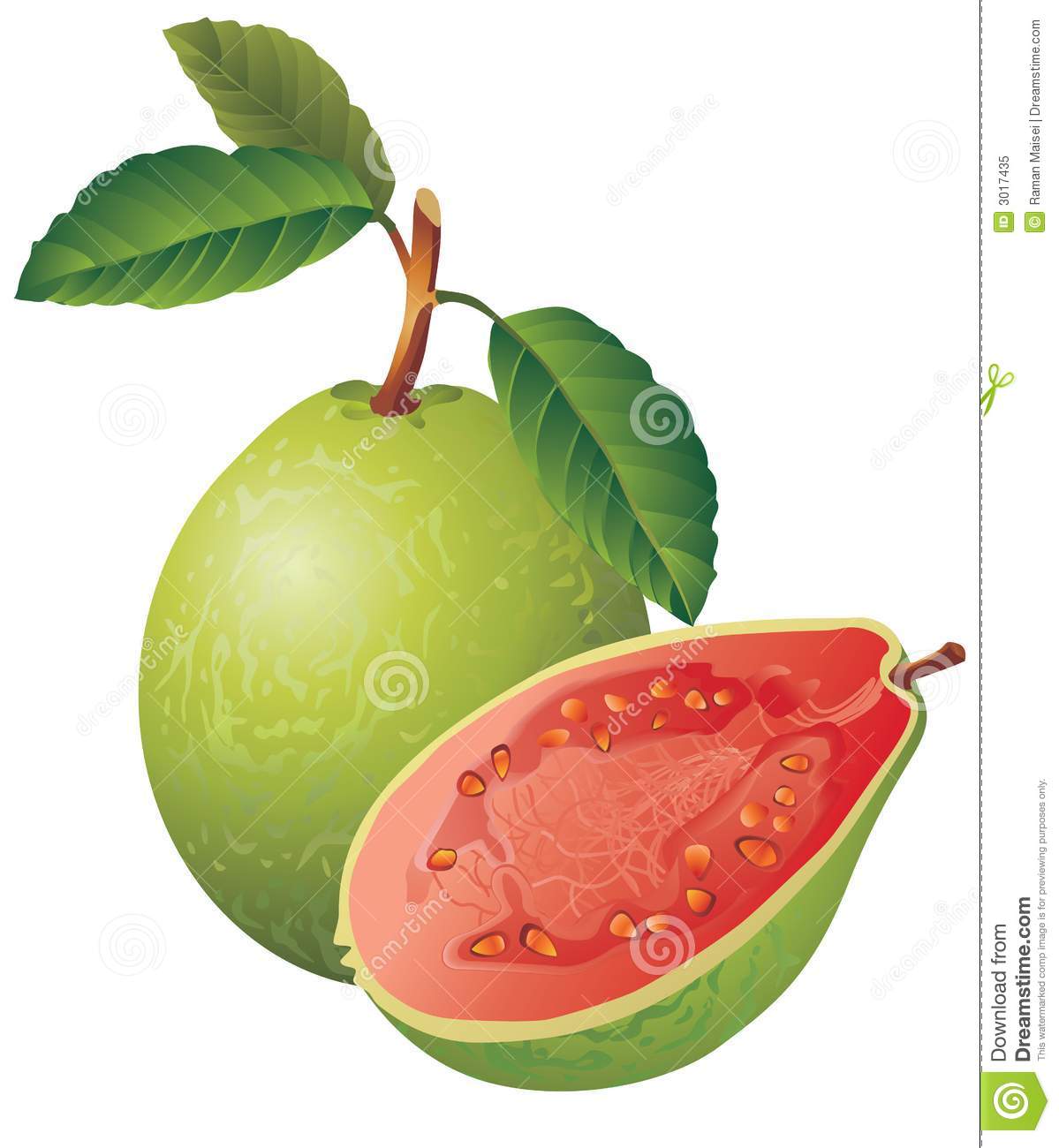 Raster Version Of Vector Image Of A Guavathere Is In Addition A Vector