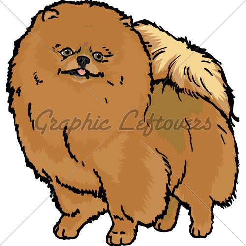 The Pom A Tiny Spitz Breed From Germany  Also    