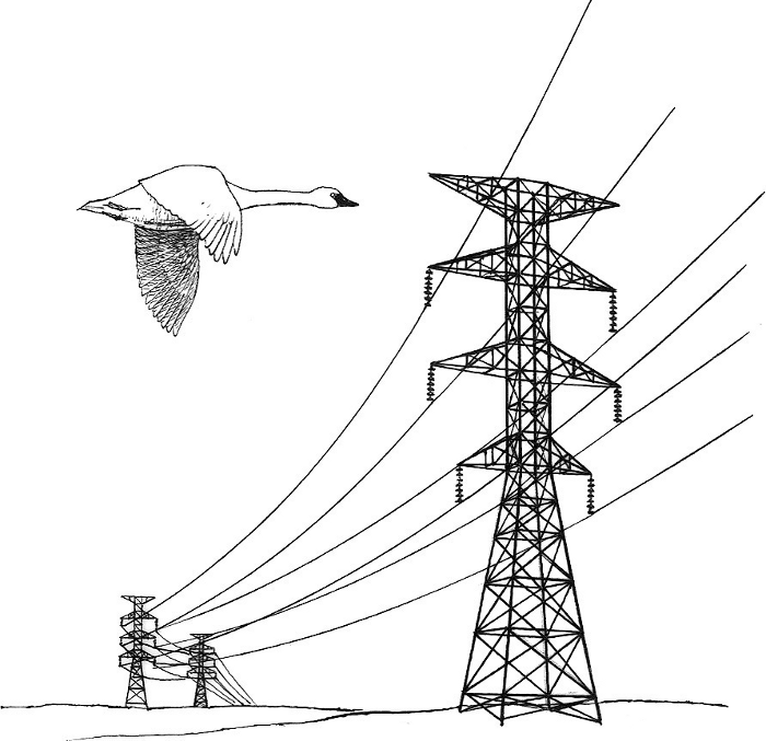 Power Line Clipart Power Lines Bird Hazard