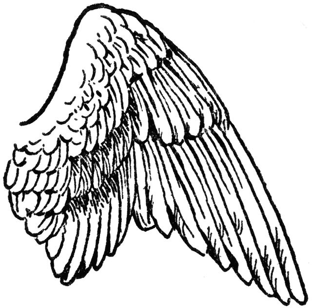Wing Of A Bird   Clipart Etc