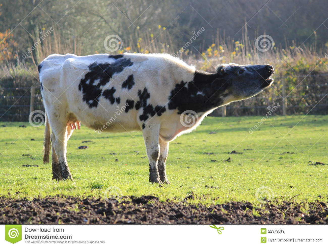 Cow Mooing Royalty Free Stock Images   Image  22379519