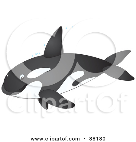 Cute Orca Whale Clipart Of A Cute Orca Whale In